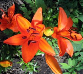 Tiger Lilies, Edmonton,
          ~2004.