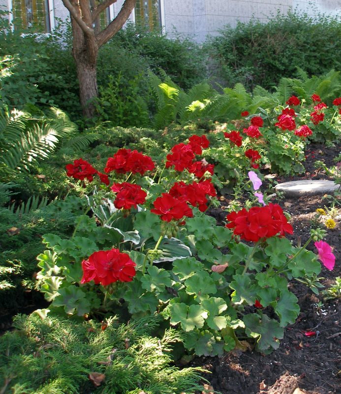 Flower bed on the North grounds in front of the baptistry art glass windows.