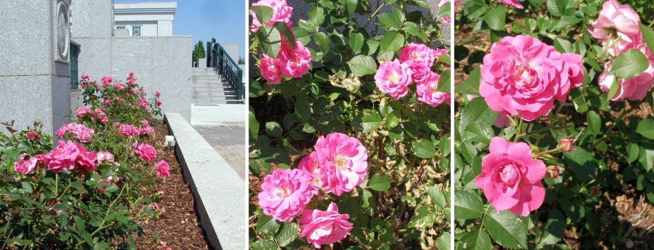 Pink Alberta Roses in their tiered planters.