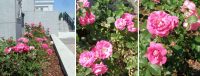 Pink Alberta Roses in their tiered planters (16 July 2012).