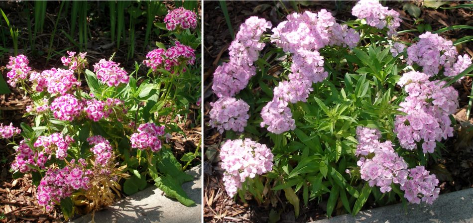 More flowers on the South grounds.