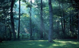 Grove on Goat Island near
          Niagara Falls, early morning, ~1965.