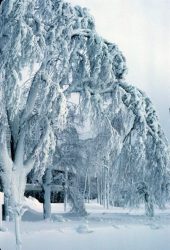 Tree covered in rime ice, near
          Niagara Falls, ~1969.